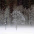 Two Trees In The Mist