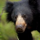 Indian Sloth Bear