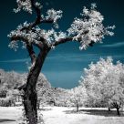 Old tree