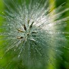 Misty Macro