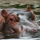 Hippo