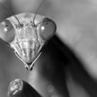 Predaceous Portrait
