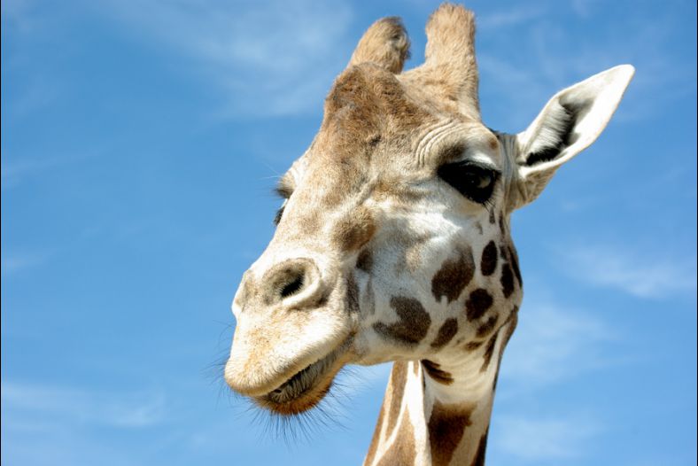 Giraffe