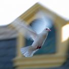 Flying Pigeon