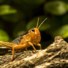 Hopper