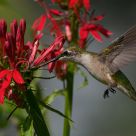 Hummingbird on Lobelia cardinalis