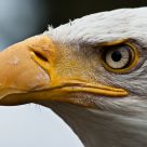 Bald Eagle Posing 2