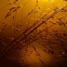 Grass