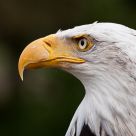 Bald Eagle Posing 3