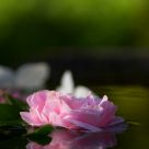 Reflection