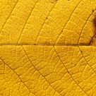 Yellow Leaf texture