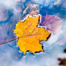 Arrival of Autumn