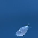 Floating