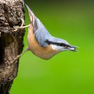 Eurasian Nuthatch