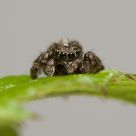 Mr. spider