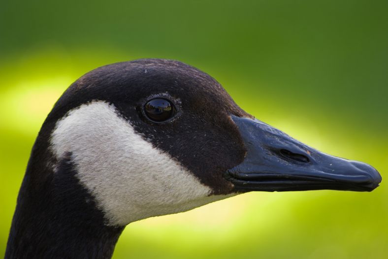 Glow Goose