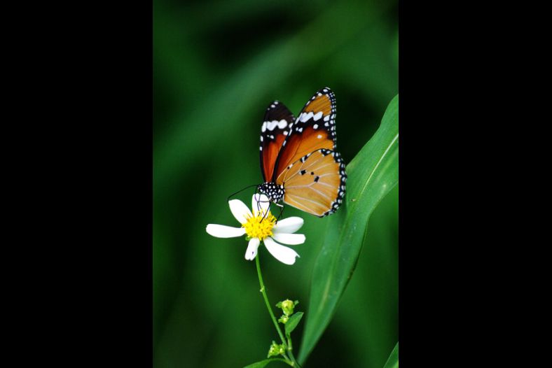 Danaus chrysippus
