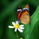 Danaus chrysippus