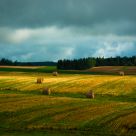 P.E.I. August Field