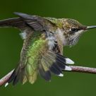Hummingbird Aerobics