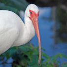 I Ibis