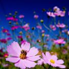 Flower and the bee
