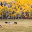 Autumn Pasture