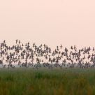Quintessential Chilika!