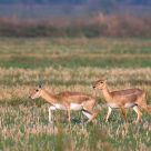 Blackbuck Doe