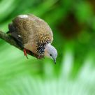A turtle dove