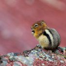 Golden-Mantled Ground Squirrel