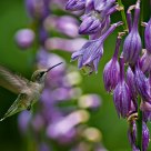 Nectar Ahead