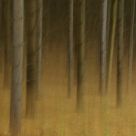 October Forest