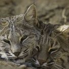 Staying Together