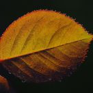 drops on a leaf