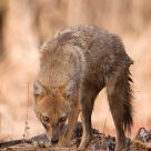 Eyes of the Jackal