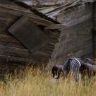 Days Gone By