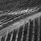 Vigneti