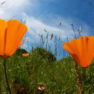 California Poppies