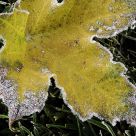 Icy Around The Edges