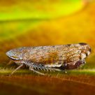 Leafhopper