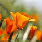 Poppy Field