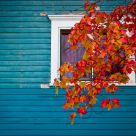 Cottage Color