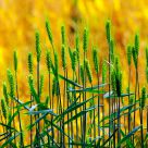 Wheat & Rice