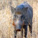Indian Wild Boar