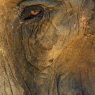 The Eye of the Elephant