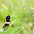 Blackheaded Munia