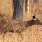Sambar Hind