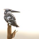 Pied kingfisher