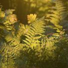 Fern in the wood